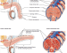 Ilustración del sistema vascular del pene y su relación con la disfunción eréctil