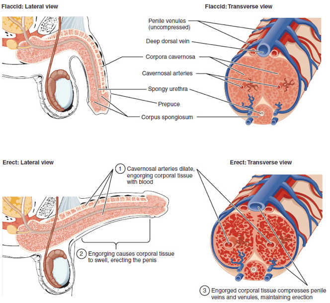 Ilustración del sistema vascular del pene y su relación con la disfunción eréctil